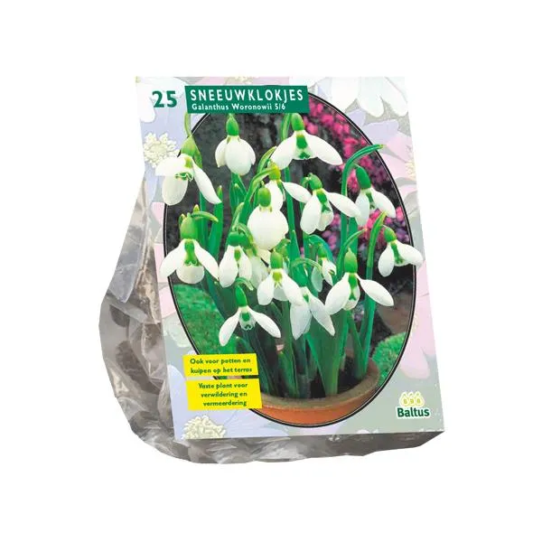 Galanthus Woronowii - 25 Stück