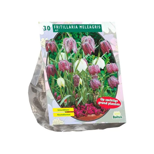 Fritillaria Meleagris – 20 Stück