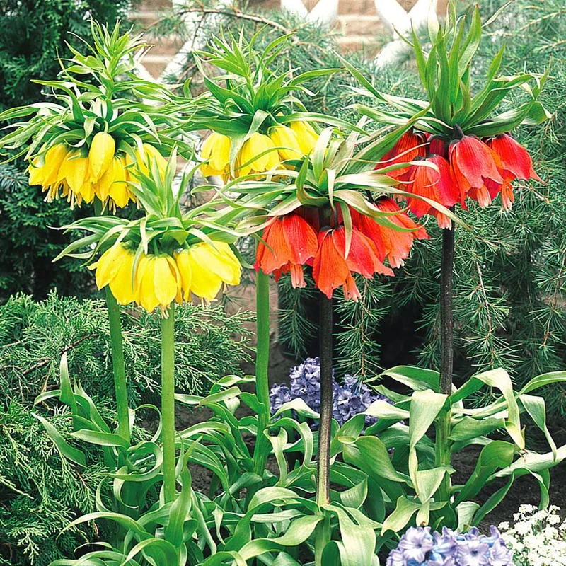 Kaiserliche Fritillaria gemischt - 3 Stück