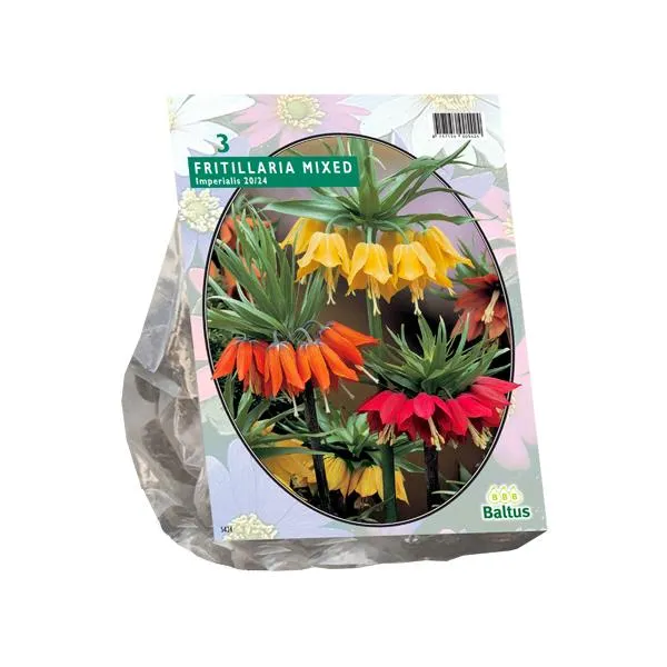 Kaiserliche Fritillaria gemischt - 3 Stück