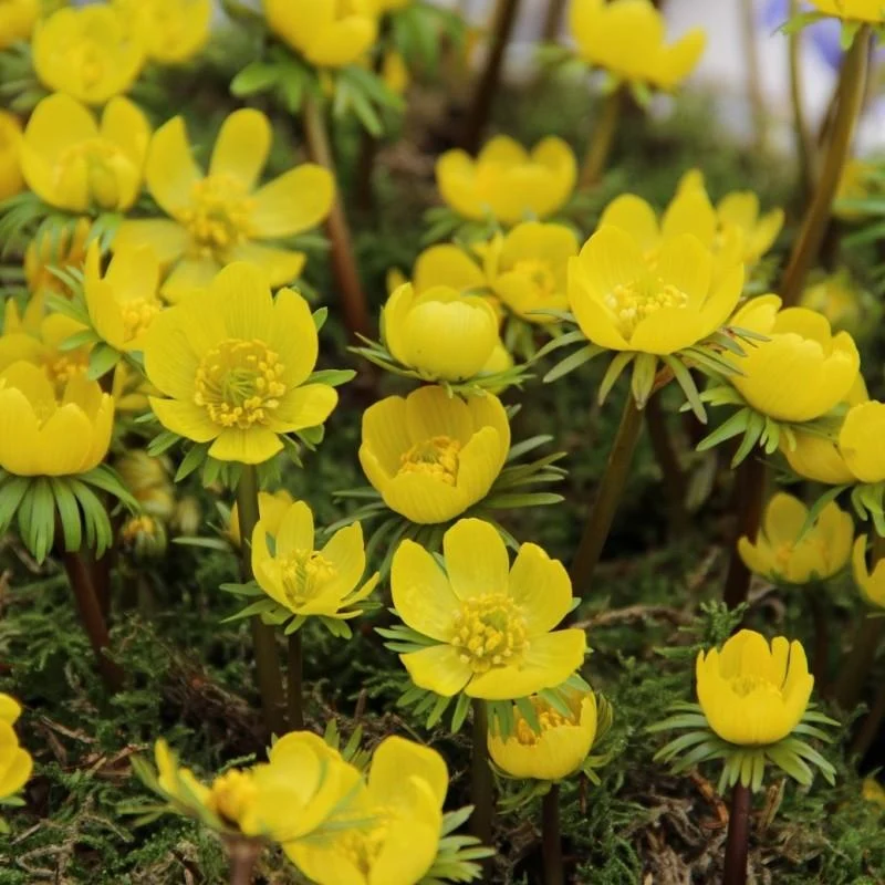 Eranthis Cilicica - 30 Stück