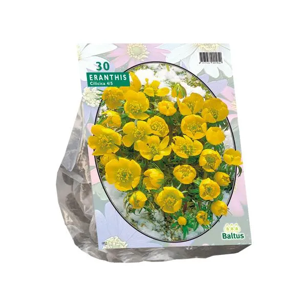 Eranthis Cilicica - 30 Stück