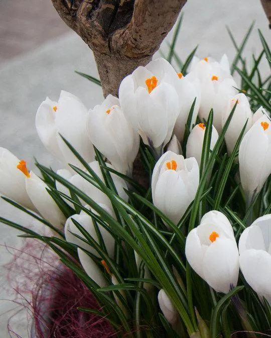 Großblumige, weiße Krokusse – 25 Stück