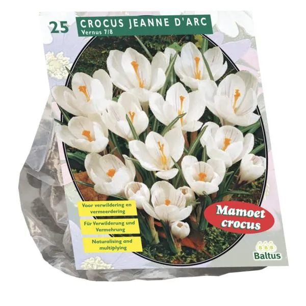 Großblumige, weiße Krokusse – 25 Stück