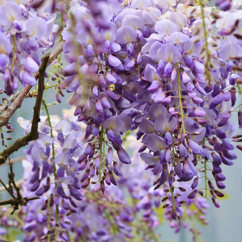 Chinesischer Blauregen 'Prolific'