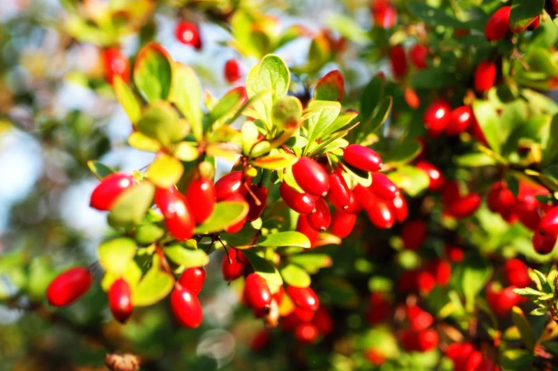 Cornelian Cherry Dogwood (Cornus mas) – Seeds