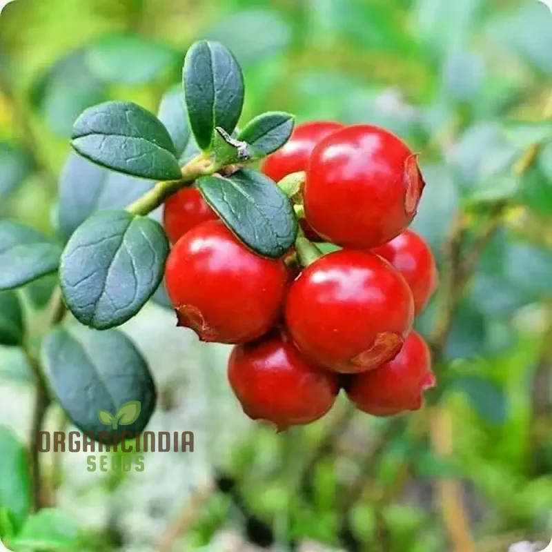 American Low Bush Cranberry (Vaccinium macrocarpon) – Seeds