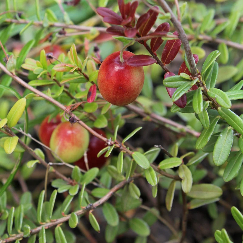 American Low Bush Cranberry (Vaccinium macrocarpon) – Seeds
