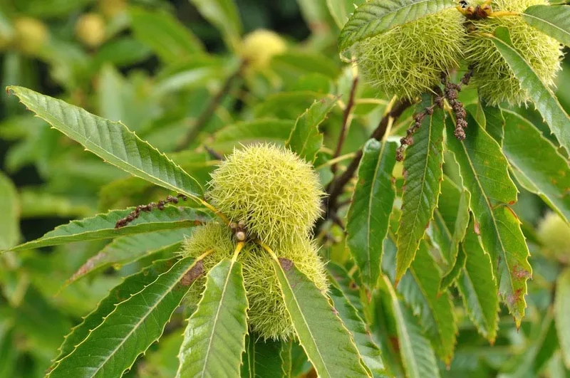 Chinquapin Chestnut Tree (Castanea pumila) – Seeds (Dwarf Chestnut)