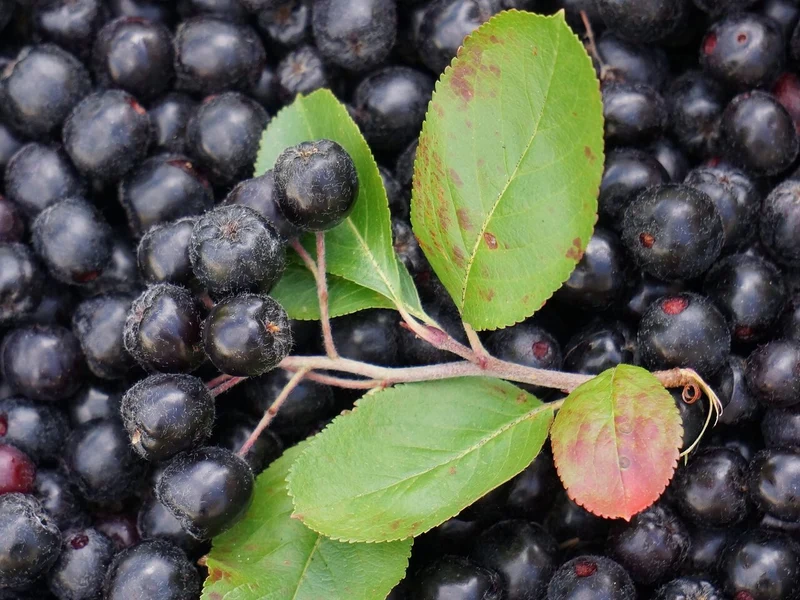 Aronia Berry (Aronia melanocarpa / Black Chokeberry) – Seeds