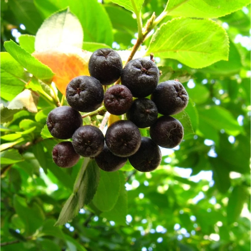 Aronia Berry (Aronia melanocarpa / Black Chokeberry) – Seeds