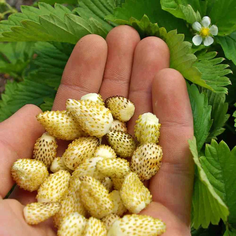 Yellow Wonder Alpine Strawberry (Fragaria vesca) – Seeds