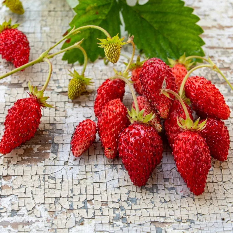 Alexandria (Alpine) Strawberry (Fragaria vesca) – Seeds