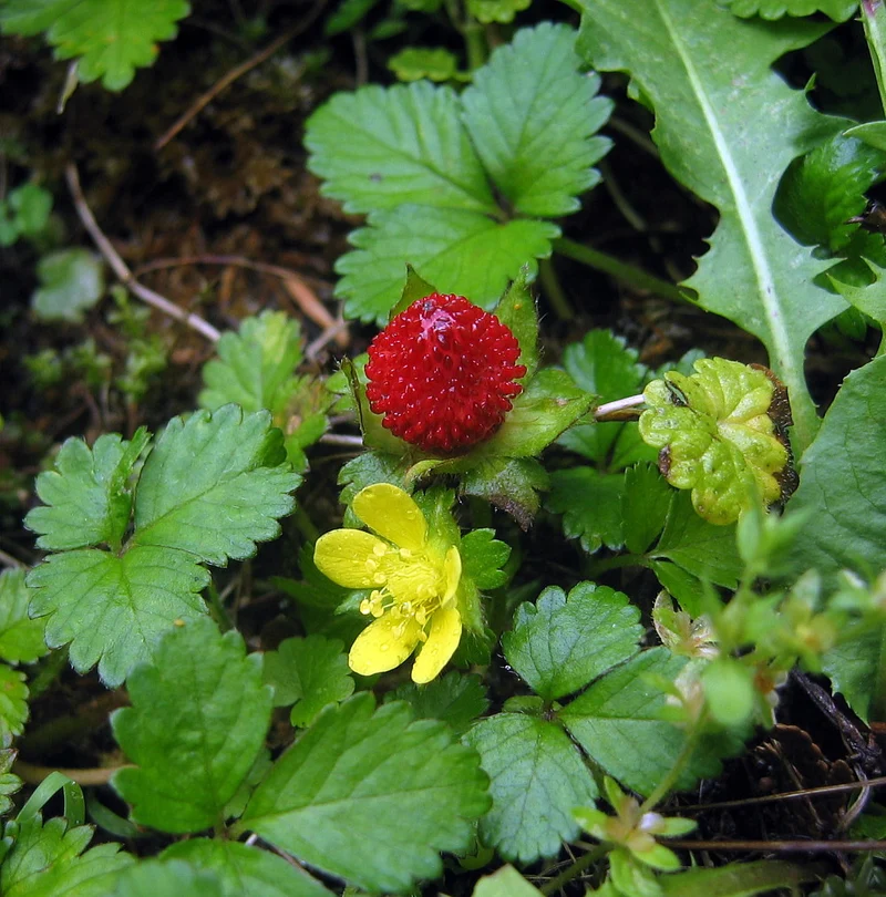 Red Indian Tuttifrutti Strawberry (Duchesnea indica) – Flower Berry Fruit Seeds