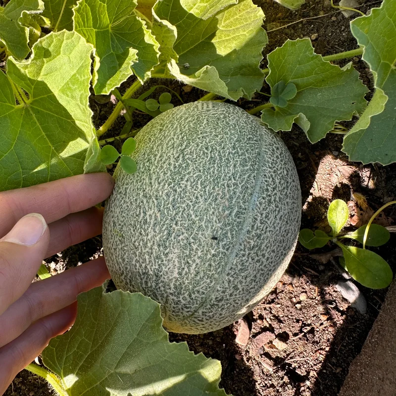 Iroquois Cantaloupe Melon (Cucumis melo) – Fruit Seeds
