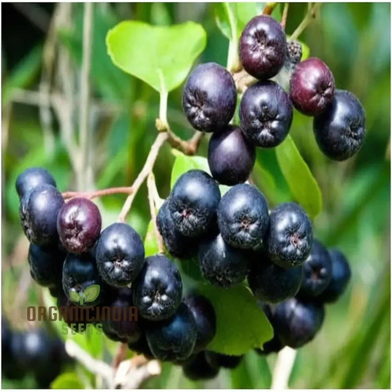 Purple Chokeberry (Aronia prunifolia) – Fruit Shrub Seeds with White Flowers