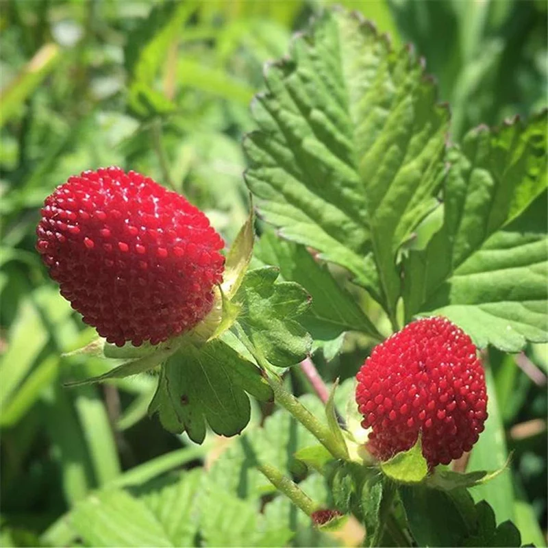 Edible Red Mock Strawberry (Potentilla indica, Duchesnea) – Fruit Berry Seeds