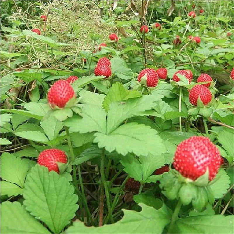 Edible Red Mock Strawberry (Potentilla indica, Duchesnea) – Fruit Berry Seeds