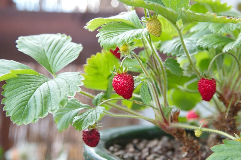 Edible Red Mock Strawberry (Potentilla indica, Duchesnea) – Fruit Berry Seeds