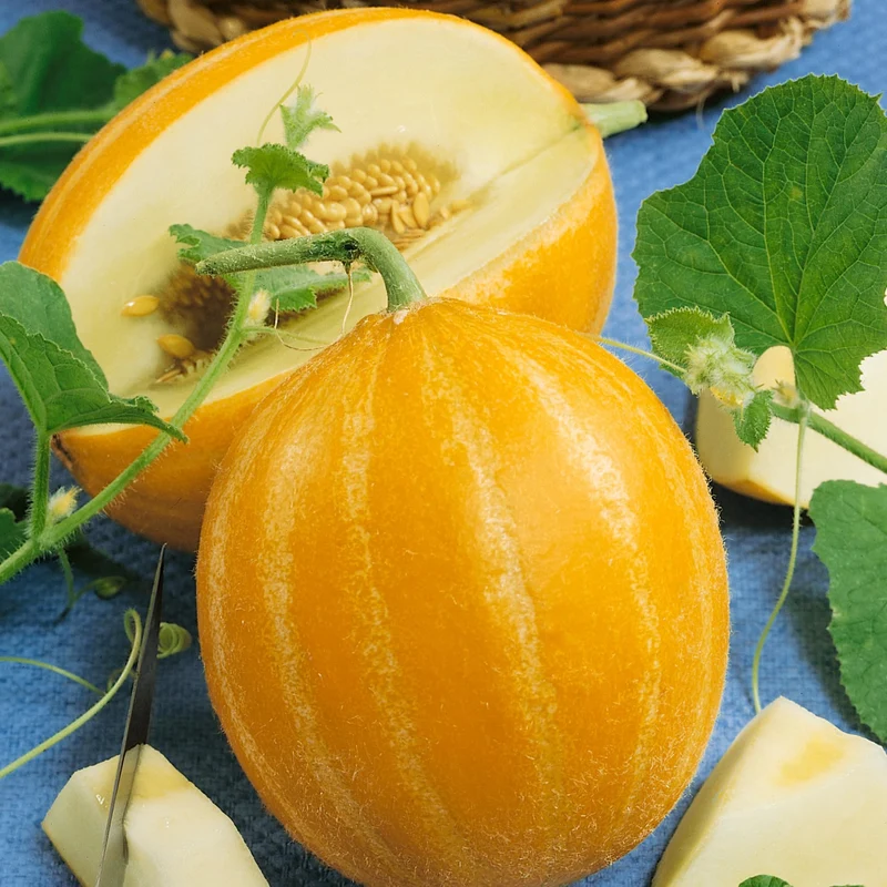 Early Silver Line Melon (Cucumis melo) – Yellow Striped Skin White Flesh Korean Fruit Seeds