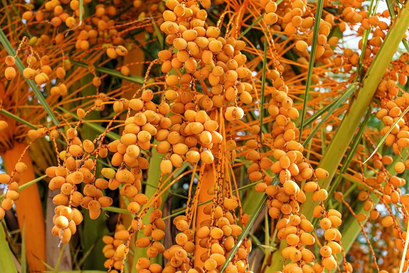 Coco Palm (Butia capitata) – Jelly Palm Pindo Edible Fruit Tree Houseplant Seeds