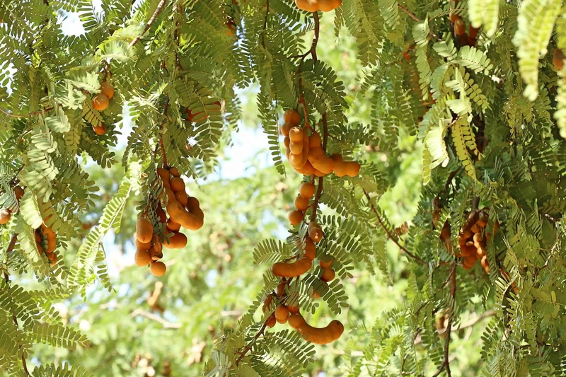 Tamarind Fruit Tree (Tamarindus indica) – Bean Pod Legume Seeds