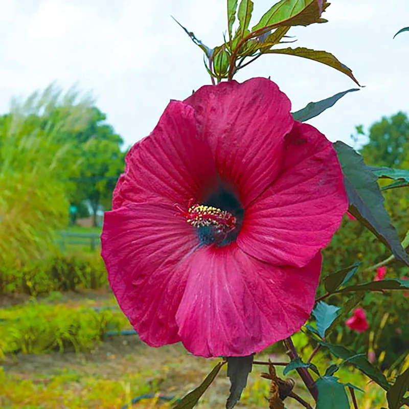 Garden Giant Hibiscus Seeds Dinnerplate Hibiscus Moscheutos Swamp Mallow Perennial Hardy Ornamental Plant Outdoor Flower Seeds
