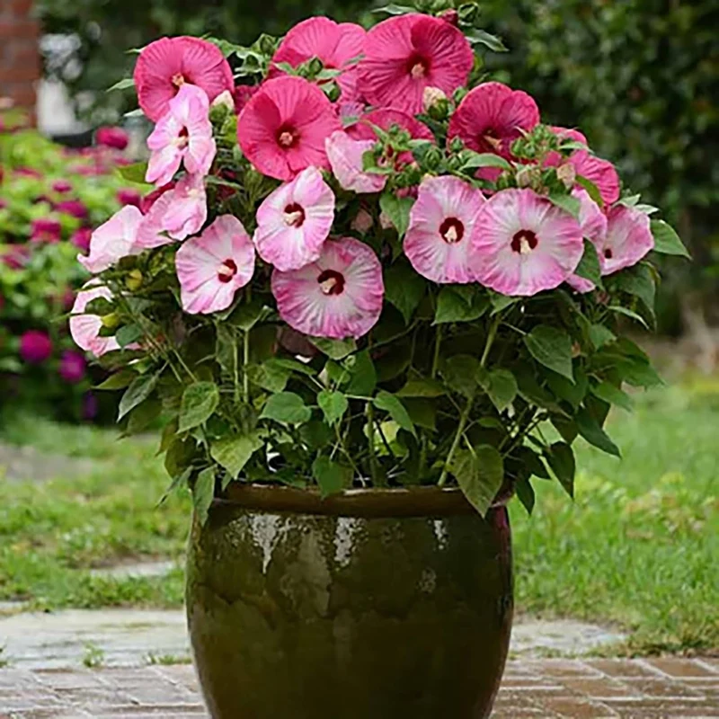 Garden Giant Hibiscus Seeds Dinnerplate Hibiscus Moscheutos Swamp Mallow Perennial Hardy Ornamental Plant Outdoor Flower Seeds