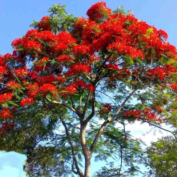 Delonix Regia Royal Poinciana Tree Seeds for Planting – Tropical Flowering Shade Tree for Outdoor Landscapes, Avenue Planting & Large Gardens