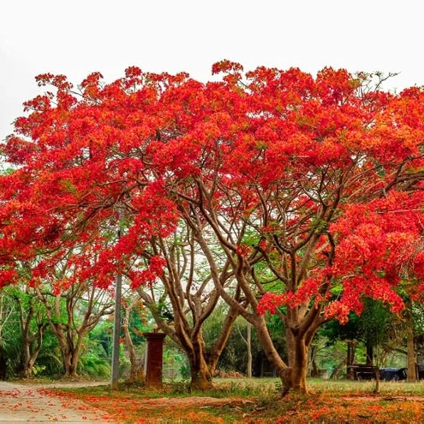 Delonix Regia Royal Poinciana Tree Seeds for Planting – Tropical Flowering Shade Tree for Outdoor Landscapes, Avenue Planting & Large Gardens