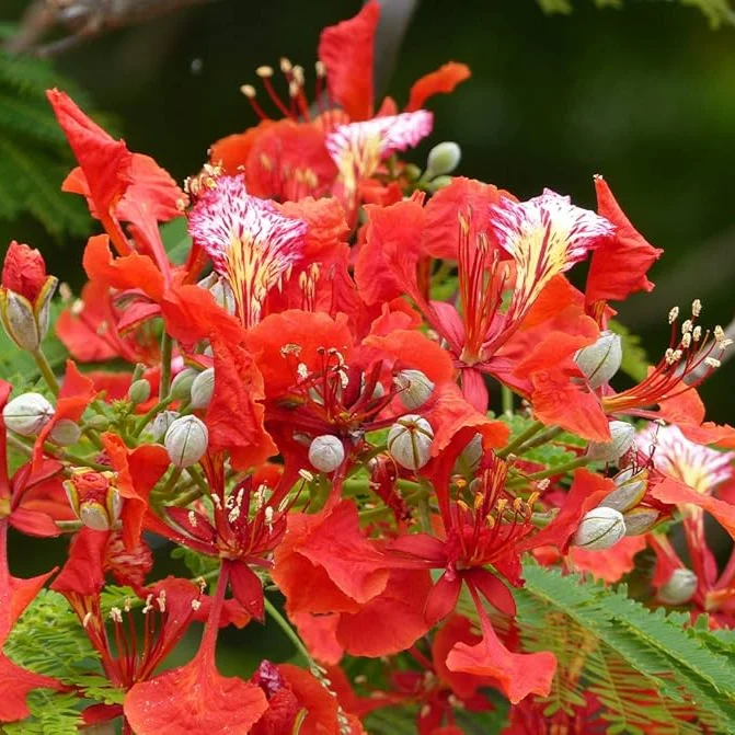Delonix Regia Royal Poinciana Tree Seeds for Planting – Tropical Flowering Shade Tree for Outdoor Landscapes, Avenue Planting & Large Gardens