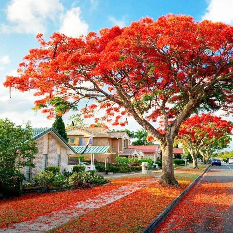 Delonix Regia Royal Poinciana Tree Seeds for Planting – Tropical Flowering Shade Tree for Outdoor Landscapes, Avenue Planting & Large Gardens