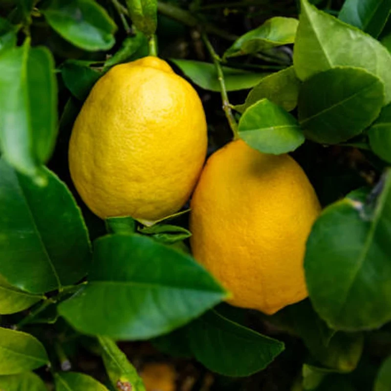 Meyer Lemon Seeds Edible Skin Juicy Slightly Sweeter Pulp Cooking Baking Fragrant Flowers Ornamental Garden Beds Outdoor Fruit Seeds