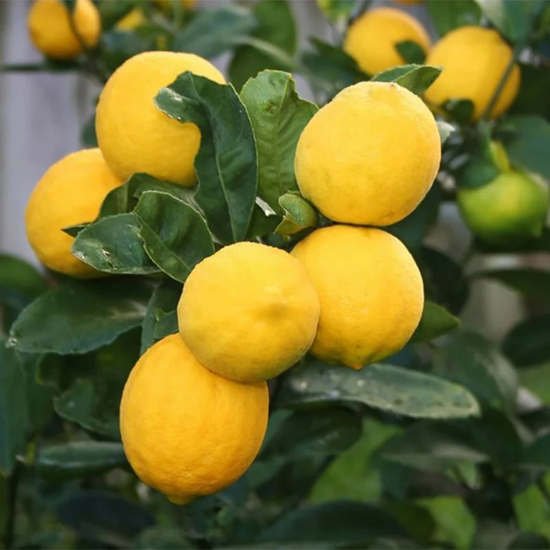 Meyer Lemon Seeds Edible Skin Juicy Slightly Sweeter Pulp Cooking Baking Fragrant Flowers Ornamental Garden Beds Outdoor Fruit Seeds