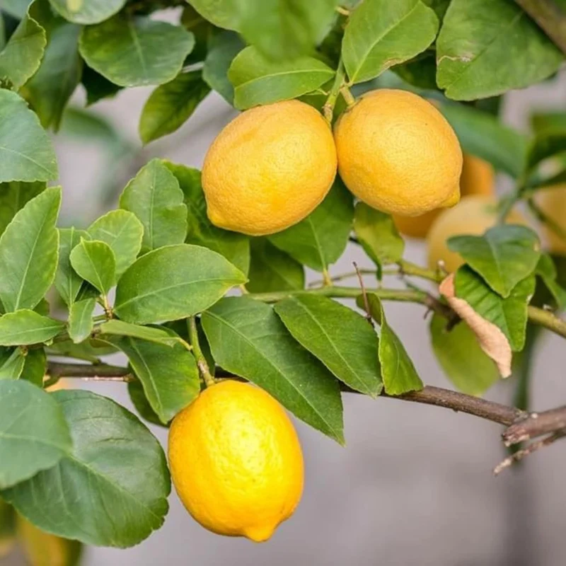 Meyer Lemon Seeds Edible Skin Juicy Slightly Sweeter Pulp Cooking Baking Fragrant Flowers Ornamental Garden Beds Outdoor Fruit Seeds