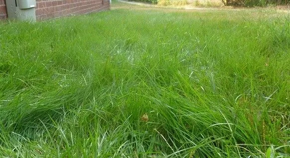 Emerald Zoysia Grass Seeds – Dense, Low-Maintenance Lawn for Warm Climates