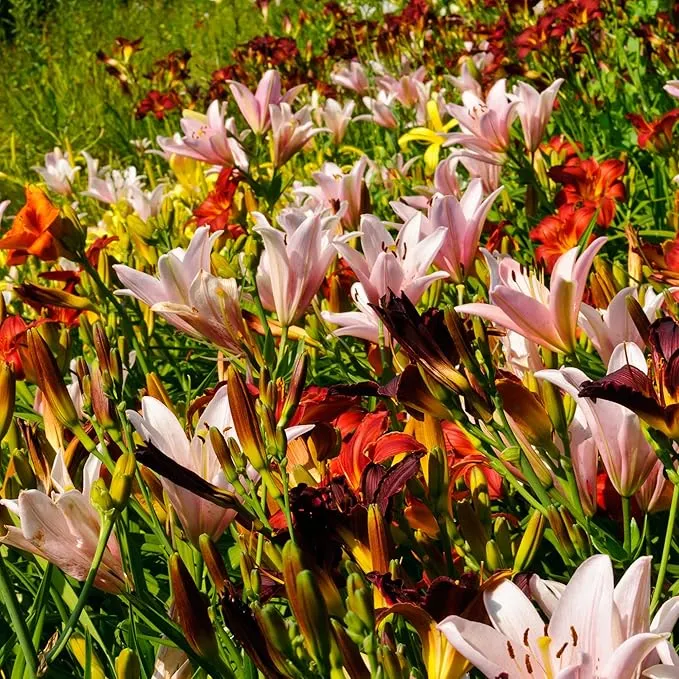 10 Mixed Colors Daylily Seeds Hemerocallis Day Lily Fine Mix Red, Purple, and More Flower Seeds