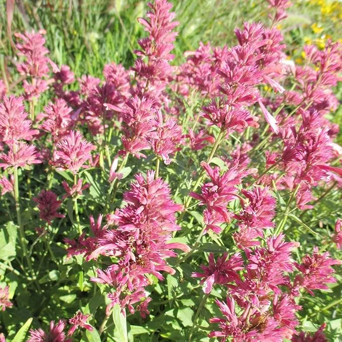 Hummingbird Mint Seeds – Agastache Heather Queen for Pollinator Gardens