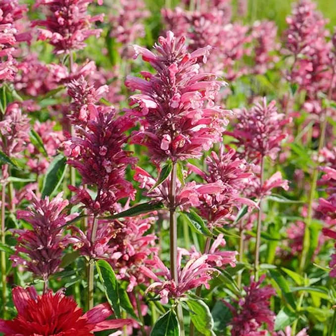 Hummingbird Mint Seeds – Agastache Heather Queen for Pollinator Gardens