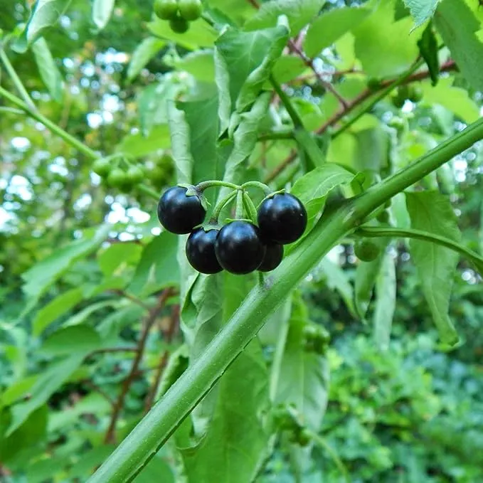 Black Nightshade Seeds Solanum Nigrum Edible Herb, Low Maintenance, Annual Perennial for Patio And Garden