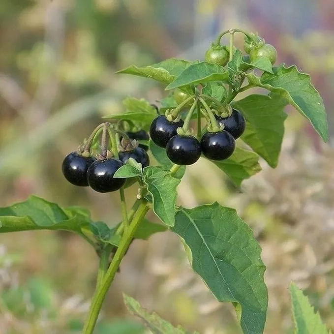 Black Nightshade Seeds Solanum Nigrum Edible Herb, Low Maintenance, Annual Perennial for Patio And Garden