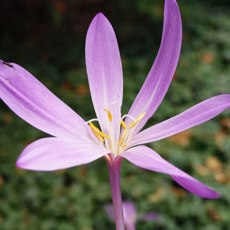 Autumn Crocus Seeds Colchicum Autumnale Cup-Shaped Flowers Minimal Maintenance Perennial Beds & Rock Gardens