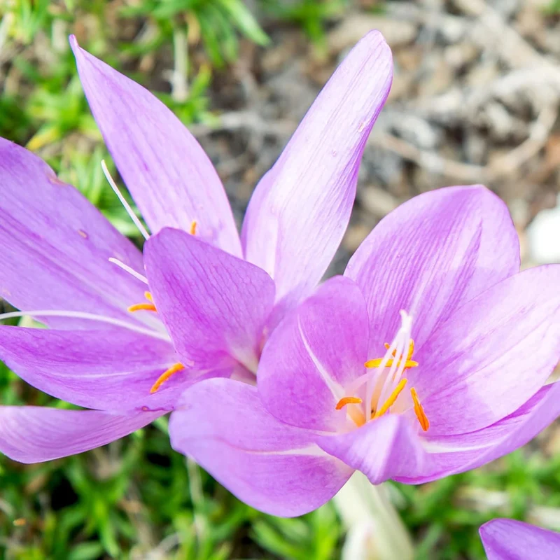 Autumn Crocus Seeds Colchicum Autumnale Cup-Shaped Flowers Minimal Maintenance Perennial Beds & Rock Gardens