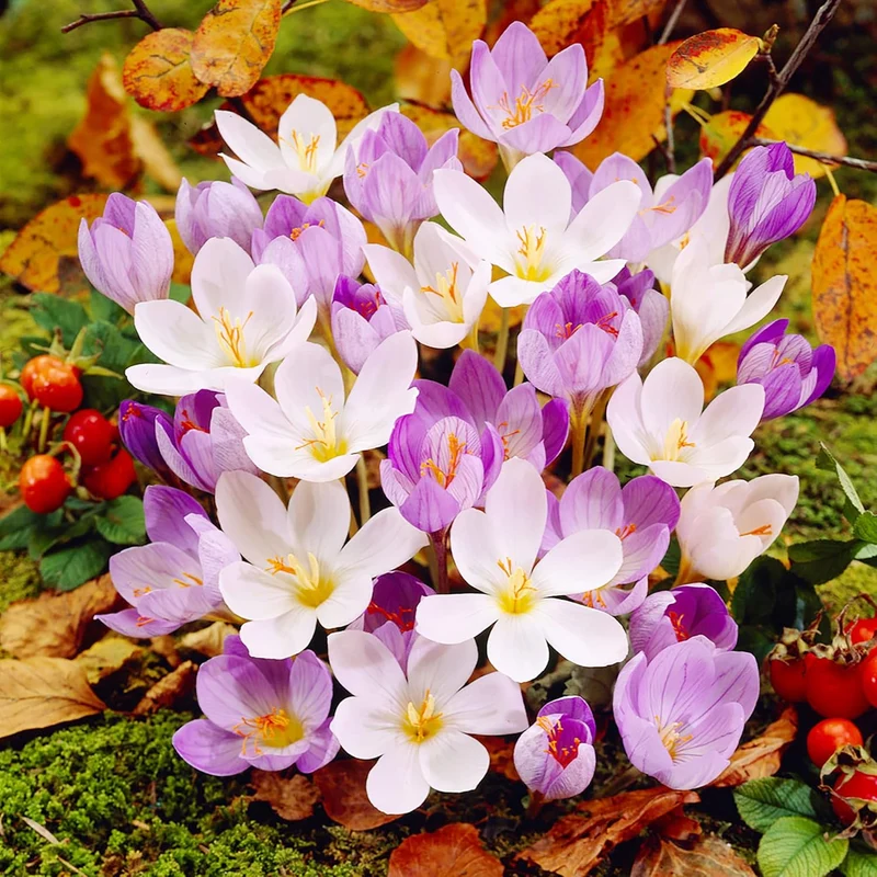 Autumn Crocus Seeds Colchicum Autumnale Cup-Shaped Flowers Minimal Maintenance Perennial Beds & Rock Gardens