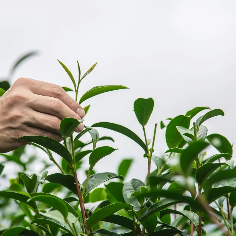 Green Tea Plant Seeds Camellia Sinensis Tea Plant, Tea Tree Seeds for Growing Your Own Tea