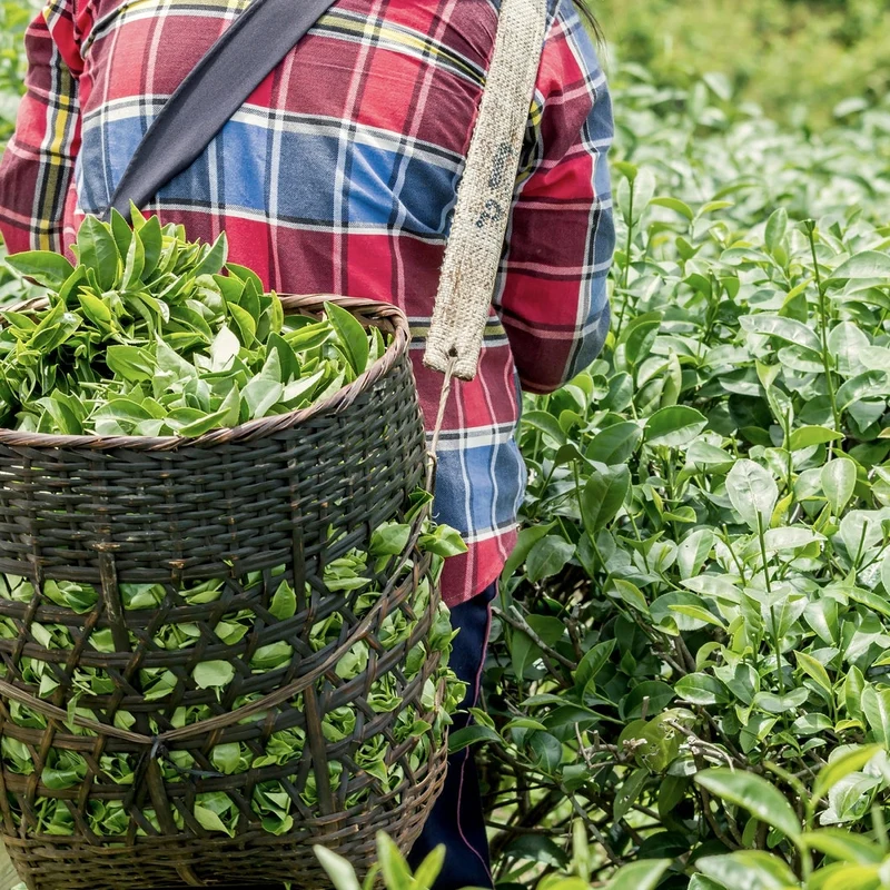 Green Tea Plant Seeds Camellia Sinensis Tea Plant, Tea Tree Seeds for Growing Your Own Tea