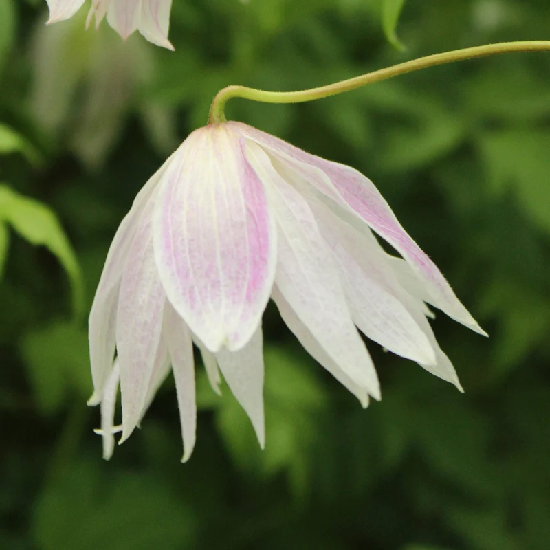 Clematis 'Rosy O´Grady'
