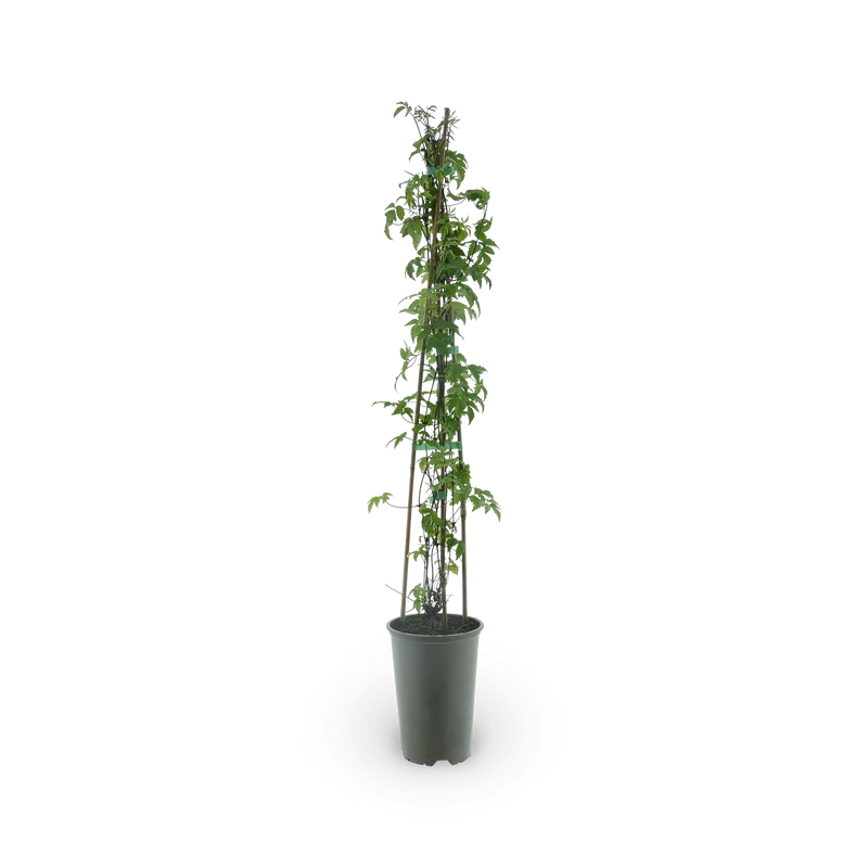 Clematis macropetala