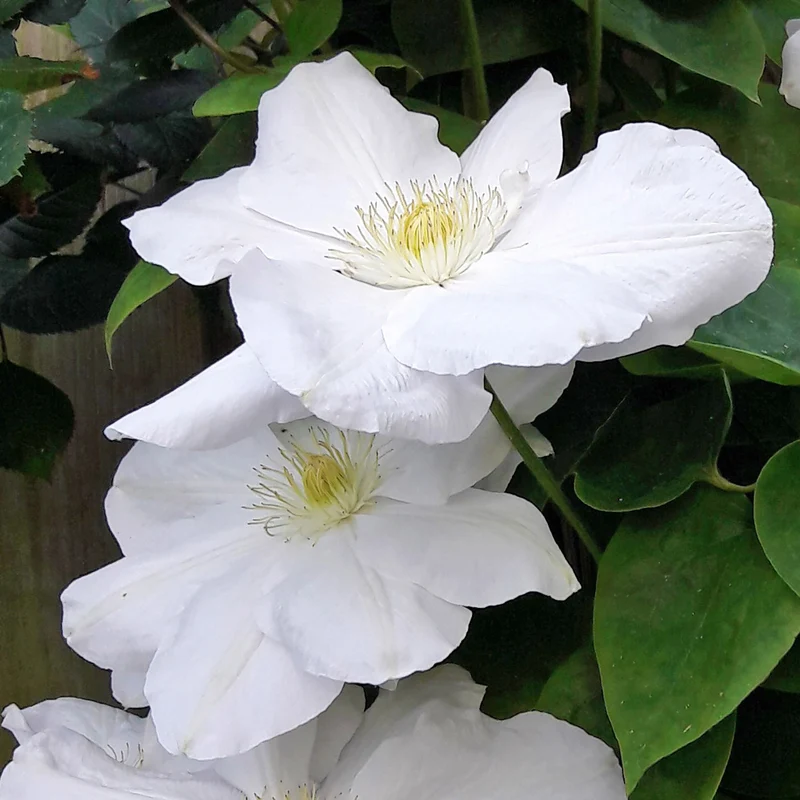Clematis 'Madame Le Coultre'