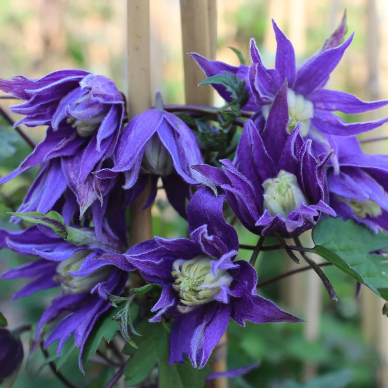Clematis 'Georg'